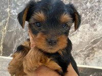 Teacup orjinal yorkshire terrier
