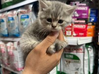 British shorthair yavrularımız teslime hazır