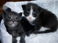 Şecereli safkan Maine coon