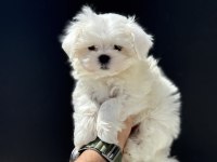 En iyisini arayanlar içi petmode köpek çifrliğinde