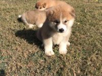 Elit Patiler Farkıyla Japon Akita Yavrular