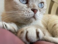 Acil scottish fold