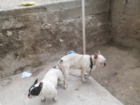 Hamile French Bulldog 2 Yaşında
