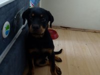 SCRLİ 3.5 AYLİK ERKEK ROTTWEİLER ACİKLAMA OKUYUNUZ