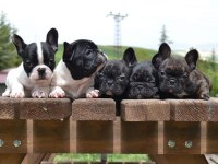 Fransız Bulldog Yavrularımız