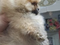 Ayı yavruları gibi pomeranian