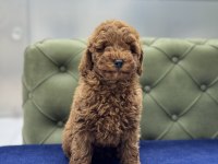 RED ERKEK AŞILI TOY POODLE YAVRUMUZ