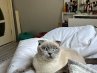Acil scottish fold ücretsiz sahiplendirme