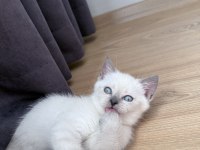 BLUE POİNT DİŞİ YAVRU KEDİM
