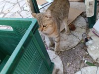 CİNS KEDİMİZ
