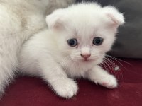 Safkan bebeklerim british shorthair