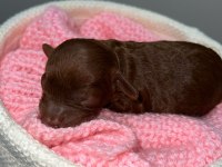 Kore red brown poodle dişi erkek rezerve için hazır bebekler