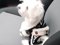 ORJİNAL MALTESE