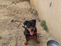 5 aylık erkek rottweiler