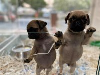  SAF KAN PUG MOPS YAVRULAR 
