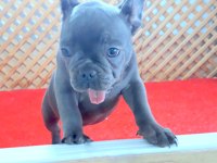 BLUE QUAD ERKEK FRENCH BULLDOG YAVRUMUZ İZMİR
