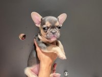 Black and tan platinum french bulldog yavrular