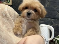Korean Teacup Maltipoo Bebekler