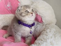 Lilac Tabby scotısh fold beneğim 