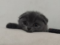 Minik scottish fold yeni yuvasını arıyor