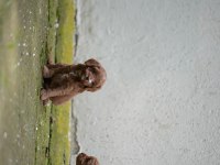 Poodle 35 günlük