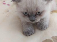 1.5 aylik safkan scottish fold blue point yavrularimiz