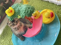 Yavru özel renk scottish fold minnoşumuz