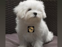 Maltese (malta) yavrumuz