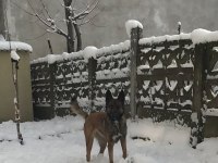 BELÇİKA KURDU HERAYA YENİ YUVAR ARIYORUM