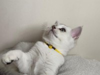 SLİVER YAVRU KEDİM