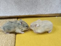 GONZALEZ HAMSTER YAVRULARI