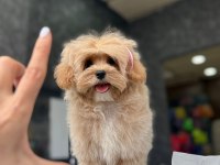TEA CUP MALTİPOO YAVRULARİ İSTANBUL