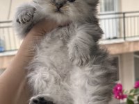 British longhair black golden dişi yavru