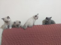 Yeni Yuvalarını Arayan Scottish Fold Yavrular
