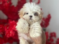 Muhteşem güzellikte beyaz shih tzu çocuğumuz