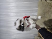 Pomeranian boo bebeklerim