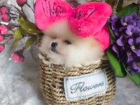 Pomeranian boo