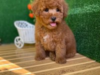 Toy Poodle Yavrularımız