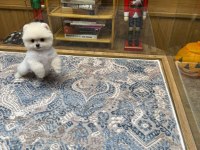 Ayıcık surat pomeranian boo