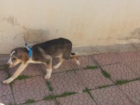 2,5 aylık dişi Beagle