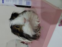 Erkek Ginepig