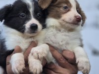 Border Collie Yavruları