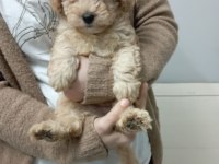Mükemmel kalite maltipoo yavrumuz