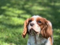 4 yaşında dişi cavalier king charles