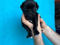 PİNK VE SİYAH DİŞİ ERKEK PUG YAVRULARIMIZ