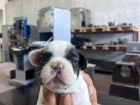French bulldog köpeğimiz sütten kesildi