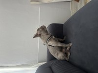 French Bulldog Köpeğimiz