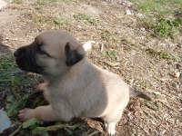 Sokak köpeği 6 tane yavru