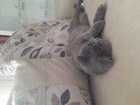 2 yaşında kızanda british shorthair