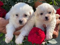 Maltese Terrier yavruları